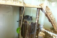 Nixi, wieder einmal aus sicherer Distanz